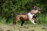 AMSTAFF  ADULT & PUPPIES 059